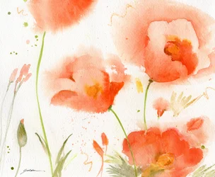 Zachte koraalpapavers