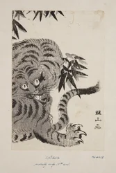 Tijger