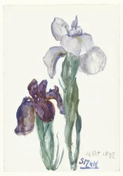 Irissen