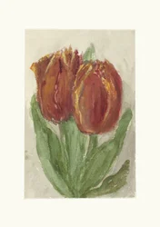 Twee rode tulpen