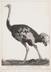 Struisvogel