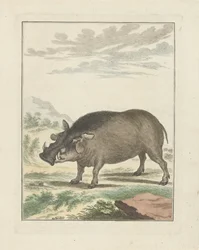 Afrikaans Boszwijn