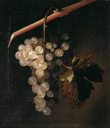 Een tros druiven hangend voor een stenen muur, 1709