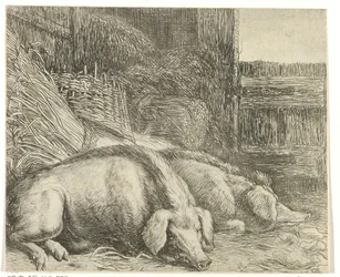 Twee varkens