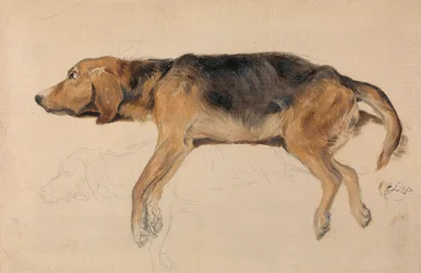 Studie van een liggende hond