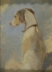 Studie van een Windhond