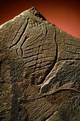 Elegante gravure van een menselijk profiel gevonden op een prehistorische kalksteen cache.