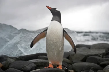 Portret van een ezelspinguïn, Pygoscelis papua, Antarctica, 2022