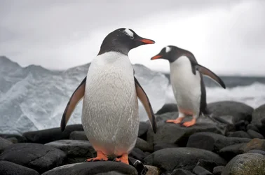 Twee gentoo pinguïns, Pygoscelis papua, op een rotsachtige kust. Antarctica, 2022