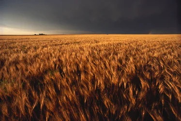 Verenigde Staten, Kansas, Zomerse onweersbui nadert tarweveld