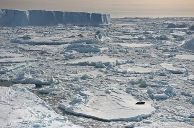 Weddellzeehond, Leptonychotes weddellii, rustend bij tabulaire ijsbergen. Antarctica