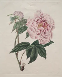 Chinese Boompioen (Paeonia suffruticosa)