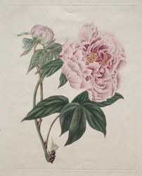 Chinese boompioen Paeonia suffruticosa, ca. 1820