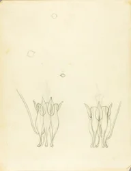 Acacia