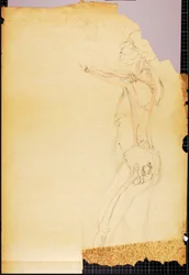 Anatomiestudie