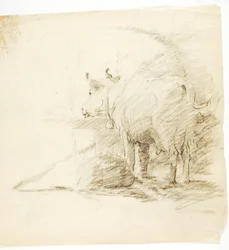 Koe
