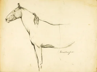 Paard