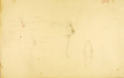 Anatomie van het paard