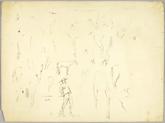 Paard Studie