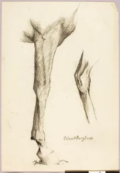 Paard Studie