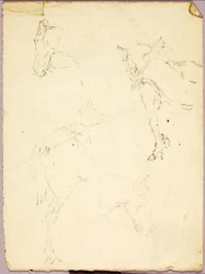 Paarden