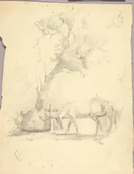 Paarden en bomen