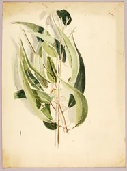 Studie van planten