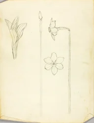 Studie van planten