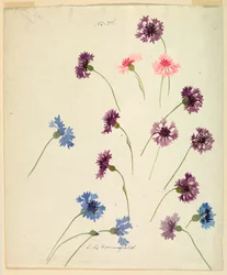 Tekening, Studie: Korenbloemen, eind 19e eeuw