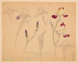 Studies van irissen