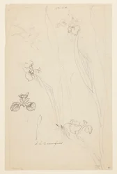 Studies van irissen