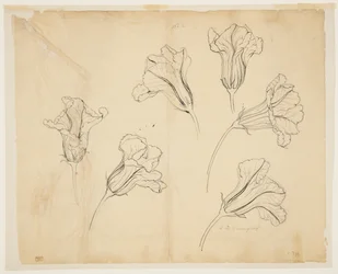 Studies van pompoen- of kalebasbloemen