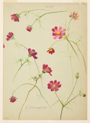 Studie van Cosmos