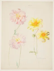 Studie van dahlia