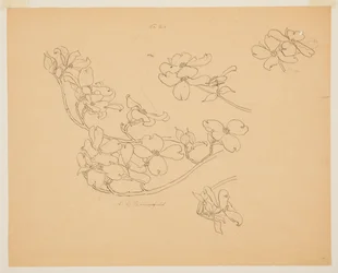 Studie van kornoelje