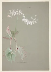 Studie van Roze Begonia