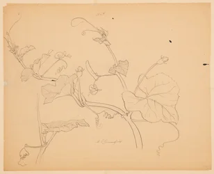 Studie van Pompoenranken