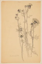 Studie van distelplanten