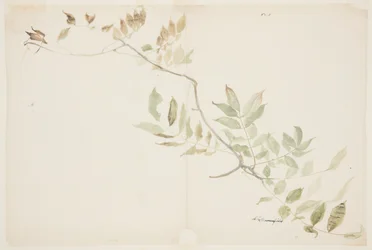 Studie van Wisteria-bladeren