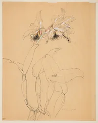 Studie van een orchidee