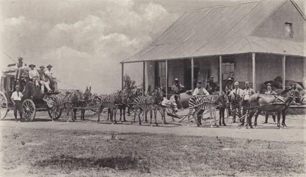 Een Nieuw Soort Vervoer, Zebra