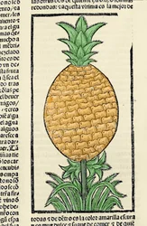 Weergave van een ananas. Gravure uit het boek 