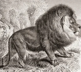De Kaapse Leeuw, nu uitgestorven, uit 