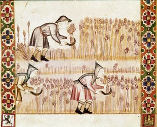 De boer oogst tarwe. Detail. (miniatuur)