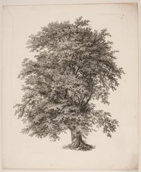 "Studies naar de Natuur met Betrekking tot Landschapstekening van S.H. Petersen", nr. 2