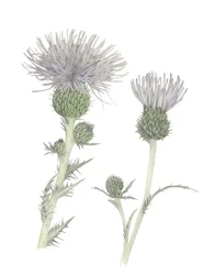 Distel