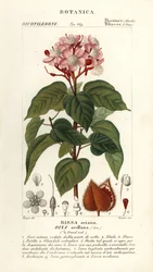 Achiote of lippenstiftboom, Bixa orellana
