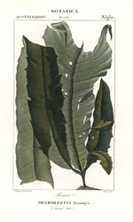Zuurwier of zeemeerminhaar, Desmarestia dresnayi