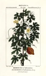 Afrikaanse komkommer, Momordica balsamina