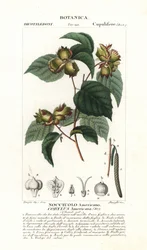 Amerikaanse hazelnoot, Corylus americana